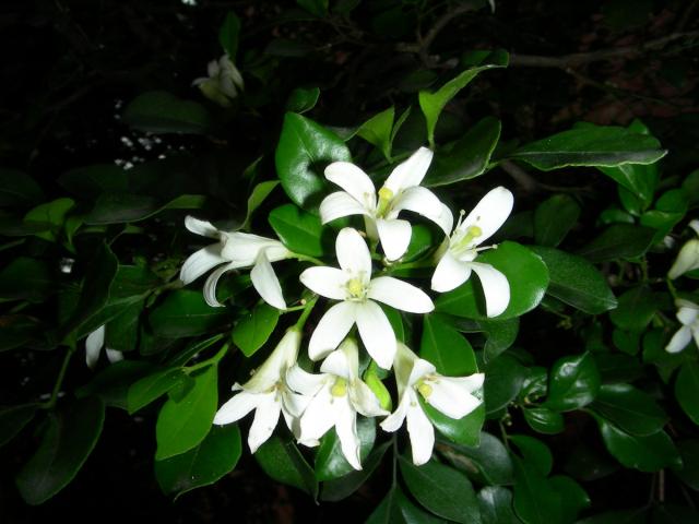 kameniya Flower