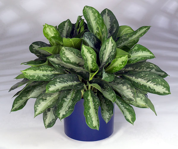 Aglaonema