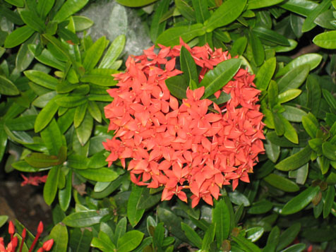 Ixora Plant