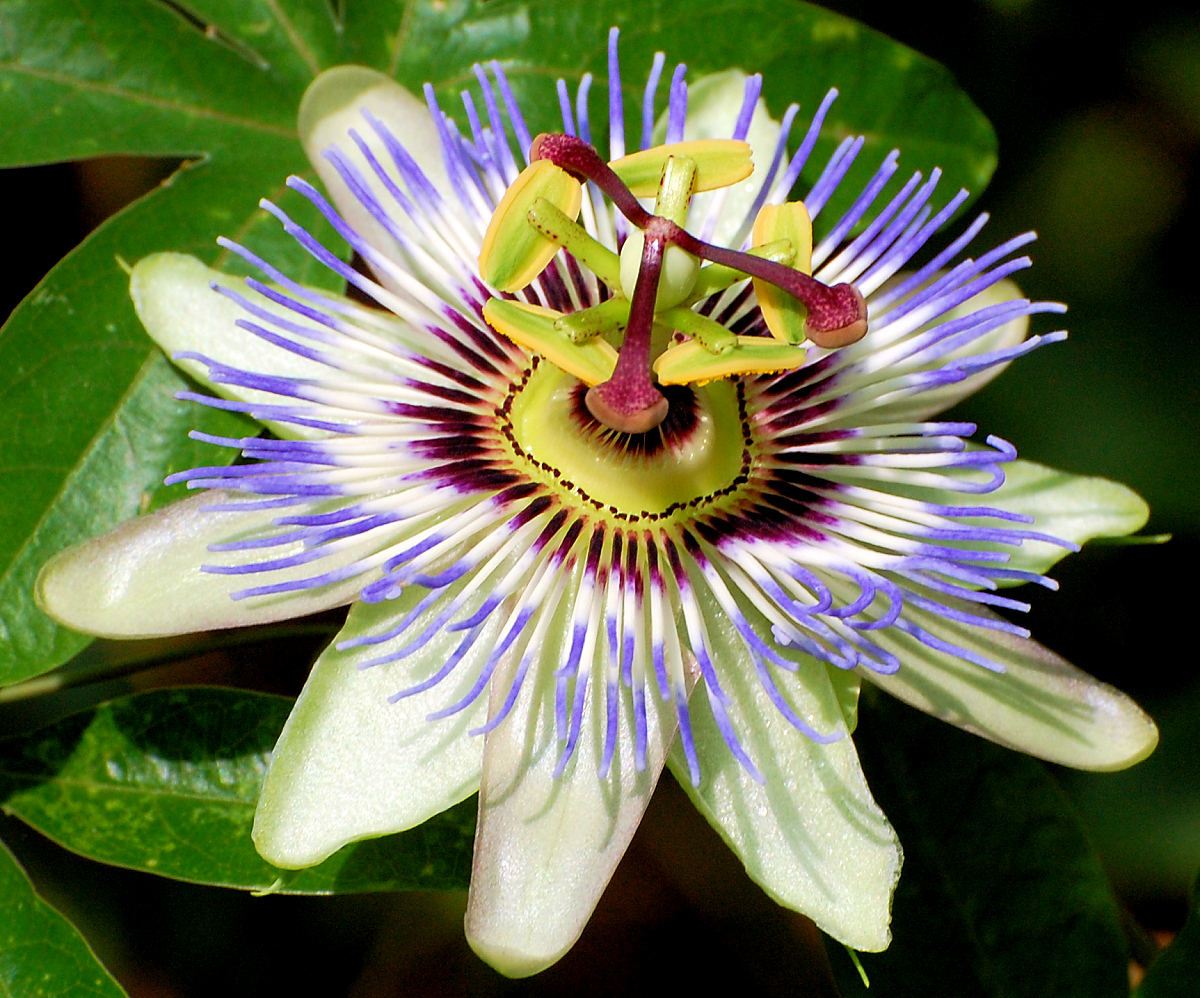 Passiflora