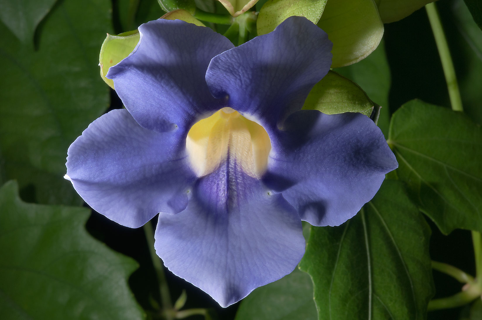 Thunbergia