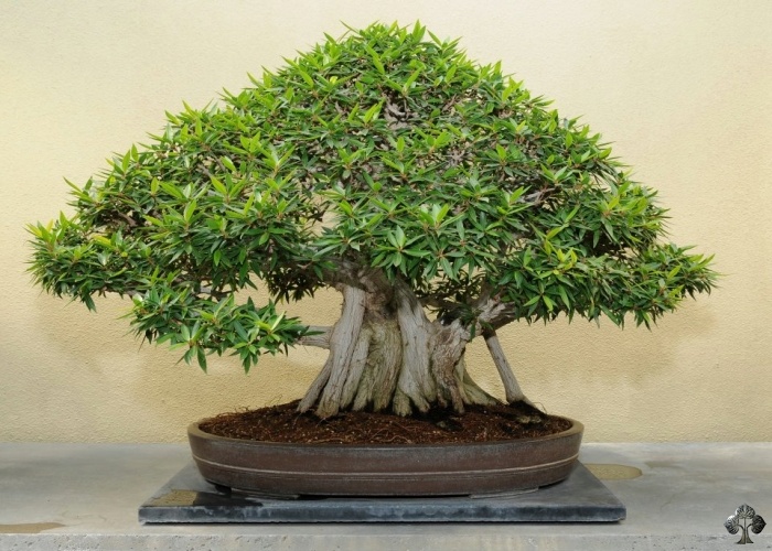 Tropical Bonsai Tree