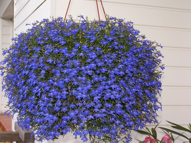 Flowering Hanging