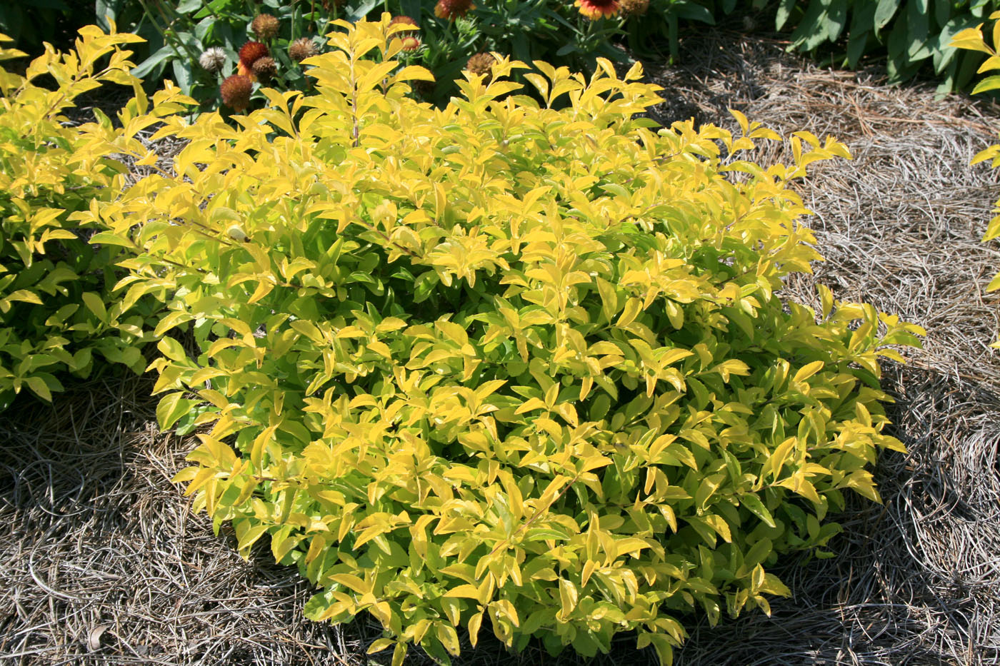 Duranta Golden