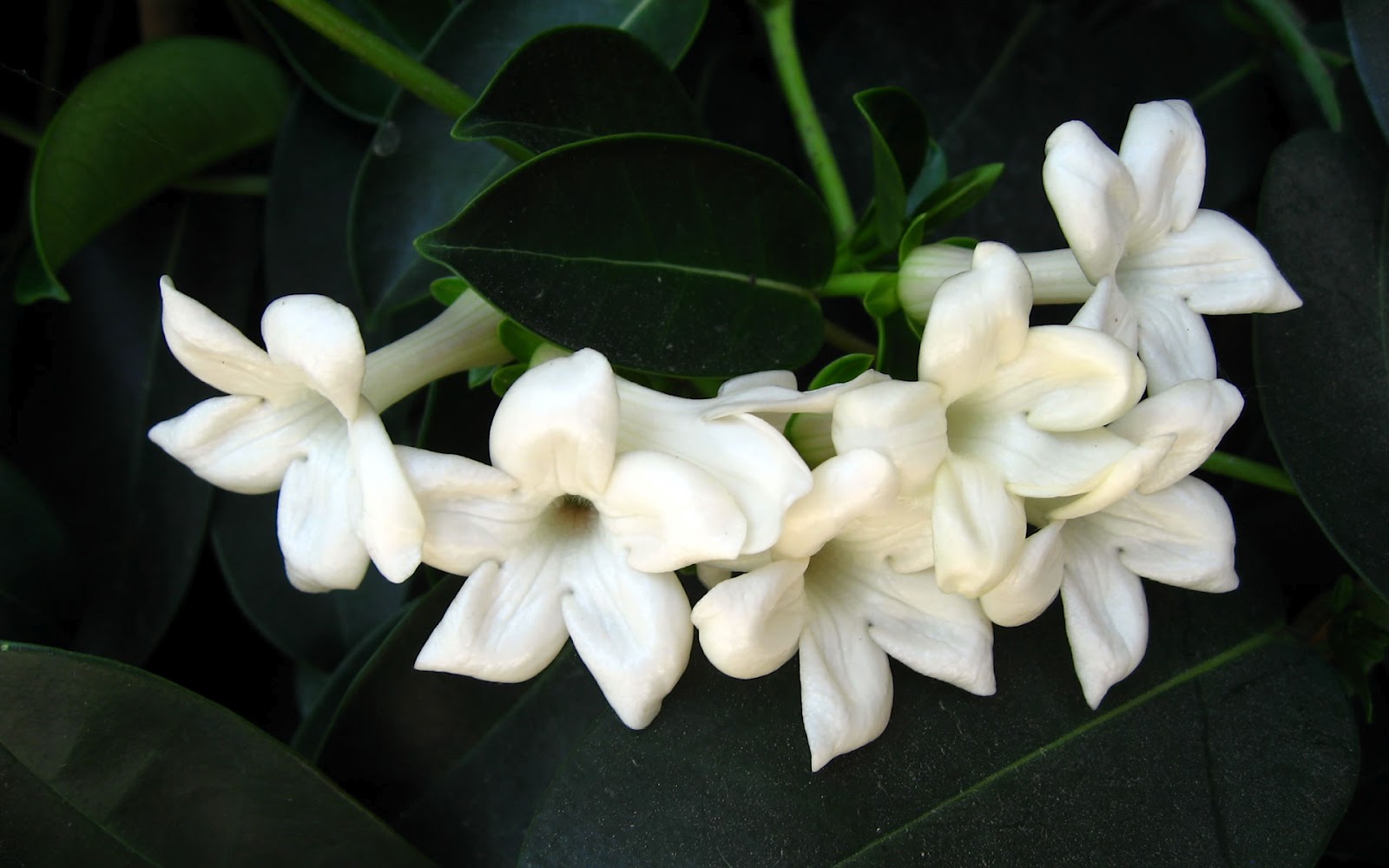 Garden Plant 2