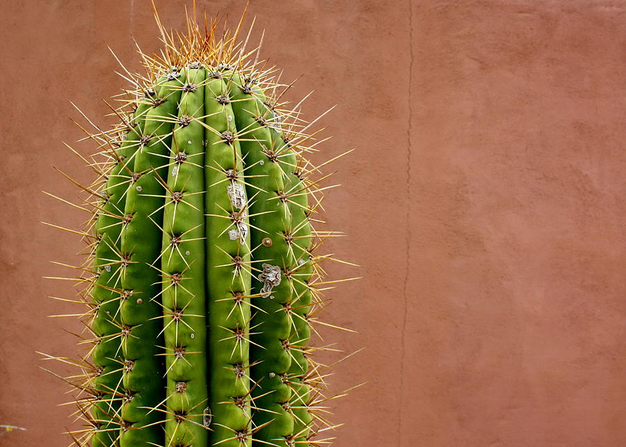 Cactus 1