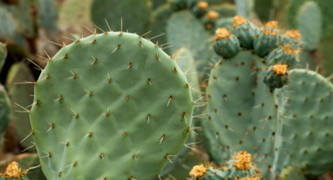 Cactus 2