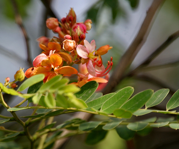 Cassia Orange