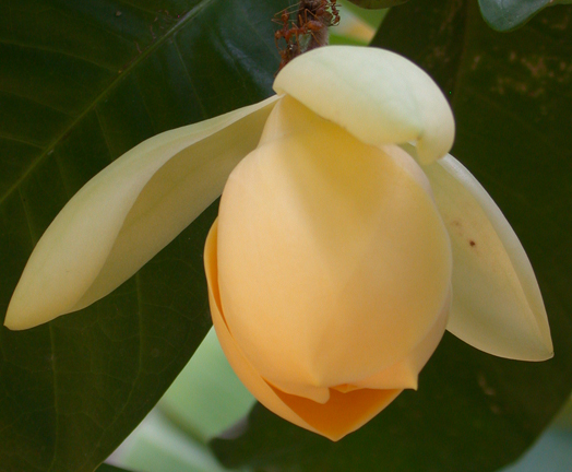 Mangolia